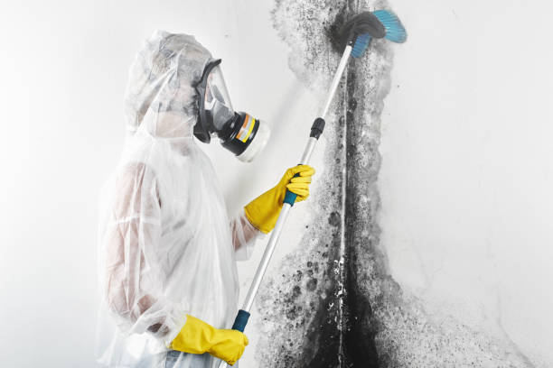 Best Asbestos and Lead Testing During Mold Inspection  in Harvard, IL