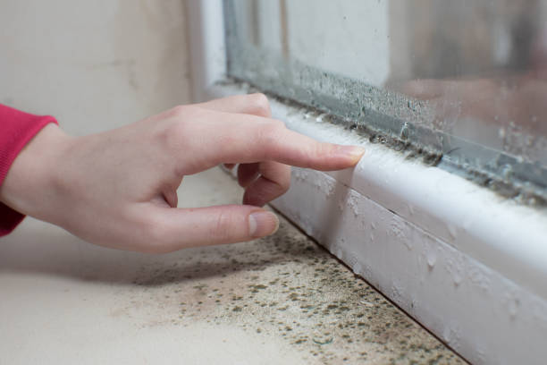 Best Airborne Mold Testing  in Harvard, IL